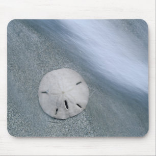 Sanddollar på strand   Sanibel Island, Florida Musmatta