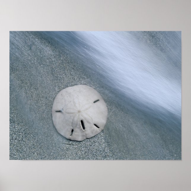 Sanddollar på strand | Sanibel Island, Florida Poster (Framsidan)