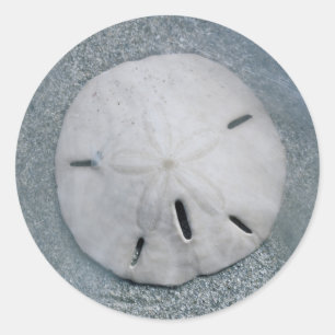 Sanddollar på strand Sanibel Island, Florida Runt Klistermärke