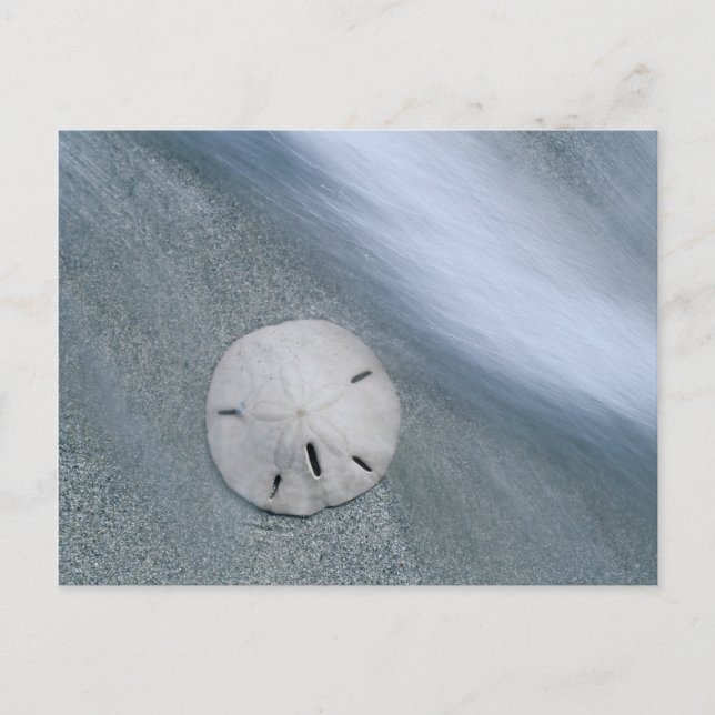Sanddollar på strand | Sanibel Island, Florida Vykort (Framsida)