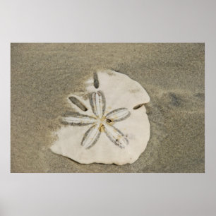 Sanddollar på strandaffischen poster