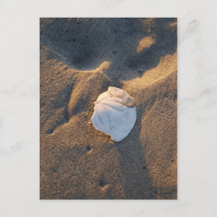 sanddollar på stranden vykort