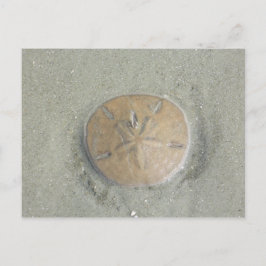 Sanddollar på strandfoto i miljardklassen vykort