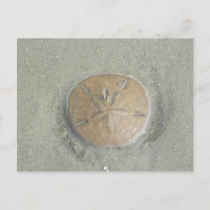 Sanddollar på strandfoto i miljardklassen vykort