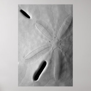Sanddollar Poster