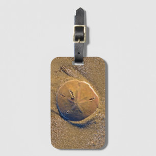 Sanddollar som avslöjs på strand Hilton Head Bagagebricka