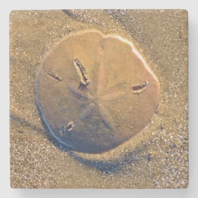 Sanddollar som avslöjs på strand | Hilton Head Stenunderlägg (Framsidan)