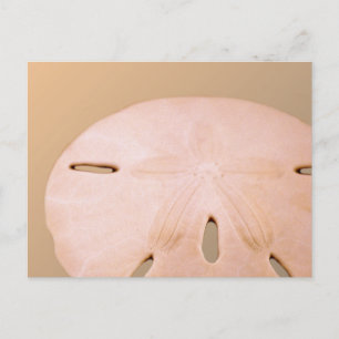 Sanddollar Vykort