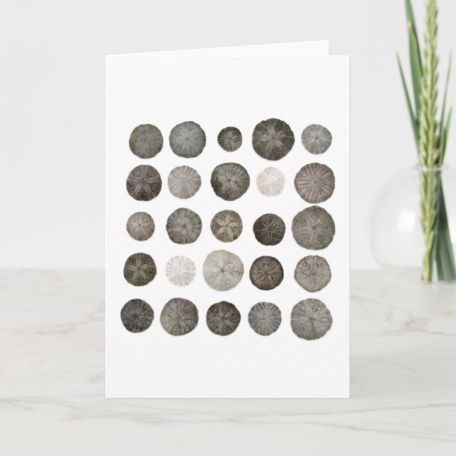 Sanddollars noterar kortet kort (Framsida)