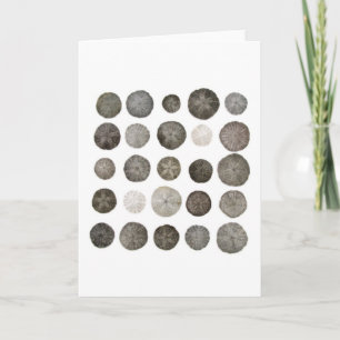 Sanddollars noterar kortet kort