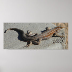 sanddyner poster