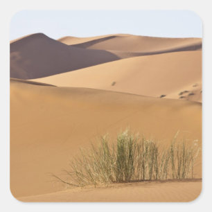 Sanddyner, Saharaöknen, Marocko Fyrkantigt Klistermärke