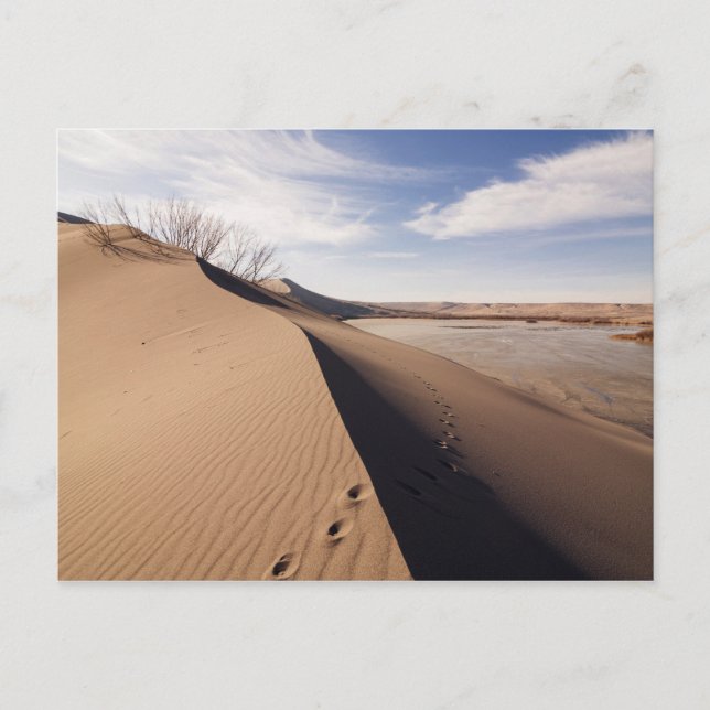 Sanddynsformationer. Bruneau Dunes State Park Vykort (Framsida)