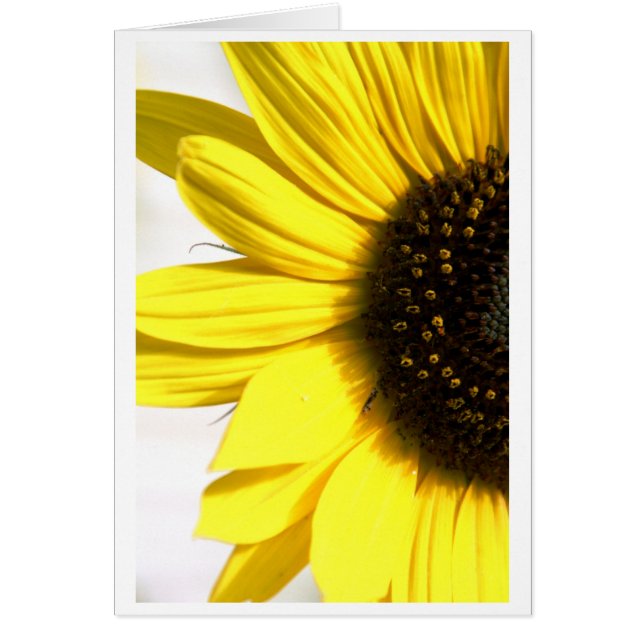 Sänder lite solsken hälsningskort (Framsidan)