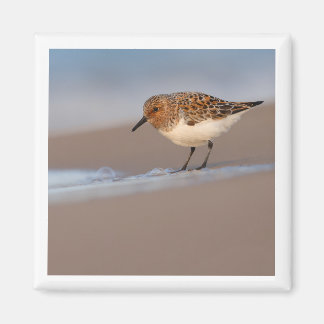 Sanderling 2 x 2 magnet
