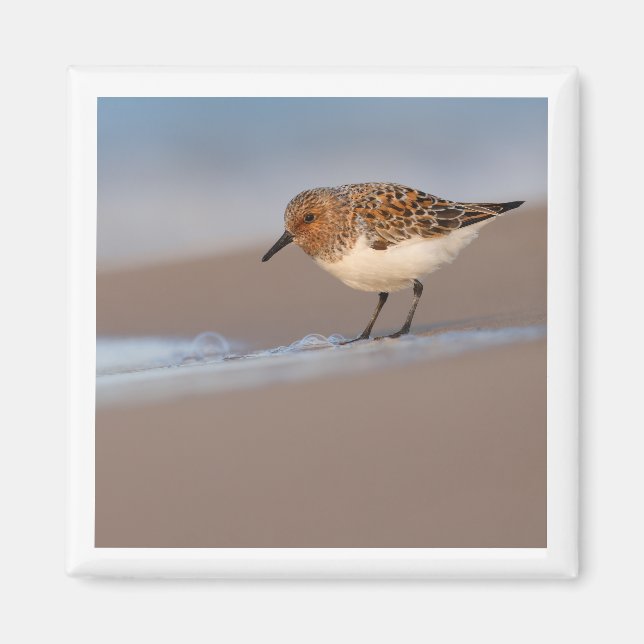 Sanderling 2 x 2 magnet (Framsidan)