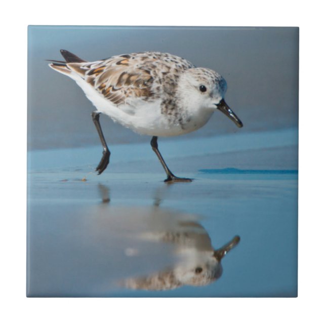 Sanderling (Calidris Albe) Matande på Blöt Beach Kakelplatta (Framsidan)