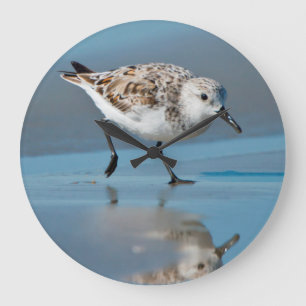 Sanderling (Calidris Albe) som matar på våt strand Stor Klocka