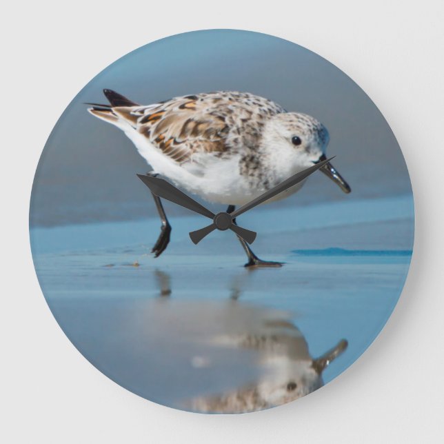 Sanderling (Calidris Albe) som matar på våt strand Stor Klocka (Framsida)