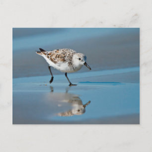 Sanderling (Calidris Albe) som matar på våt strand Vykort