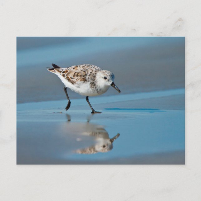 Sanderling (Calidris Albe) som matar på våt strand Vykort (Framsida)