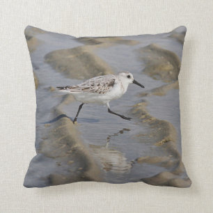 Sanderling Kudde