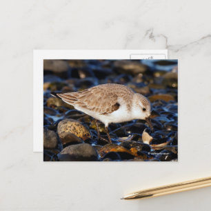 Sanderling Sandpiper Dines på Clam i Beach Vykort