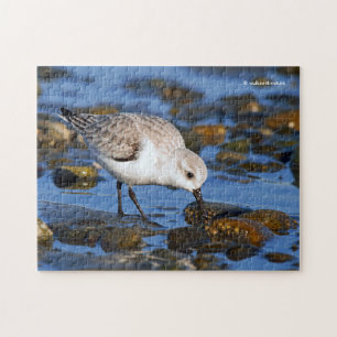 Sanderling Sandpiper på vinter-persikor i Cute For Pussel