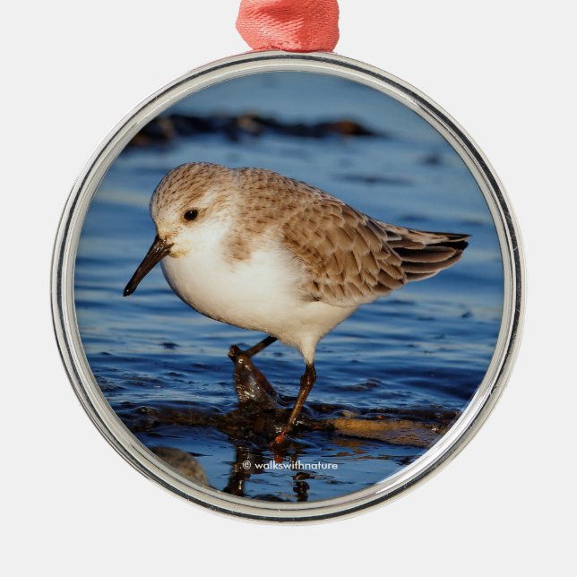 Sanderling Sandpiper Wandering the Shores Julgransprydnad Metall (Framsidan)