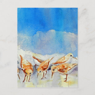 Sanderling Shuffle-vykort WatercolorBeach-minne Vykort