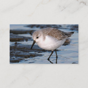 Sanderling Strullande på en vinter Beach Visitkort