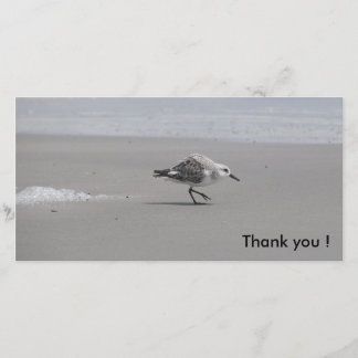 Sanderling, tacka dig! tack kort