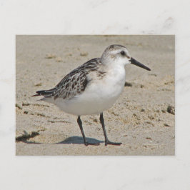 Sanderling Vykort