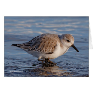 Sanderling Wades genom Wintry Vatten Hälsningskort