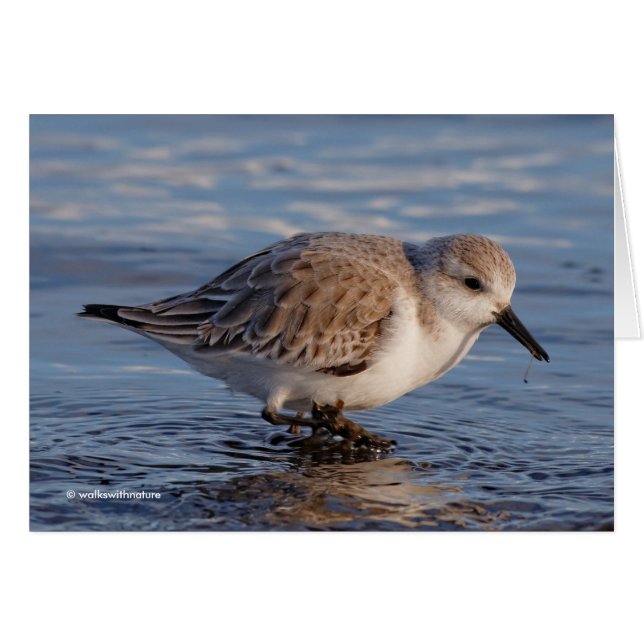 Sanderling Wades genom Wintry Vatten Hälsningskort (Framsidan Horizontal)