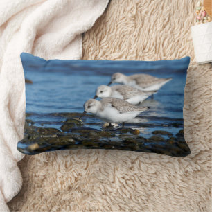 Sanderlings Feasting in Staggered Synkronicity Lumbarkudde