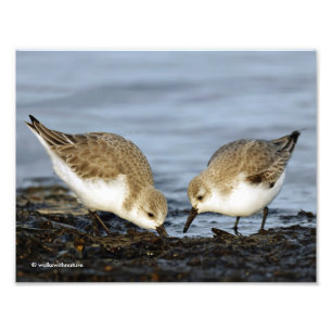 Sanderlings Sandpipers delar en måltid Fototryck