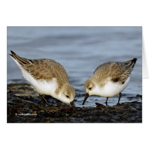 Sanderlings Sandpipers delar en måltid Hälsningskort