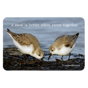 Sanderlings Sandpipers delar en måltid Magnet