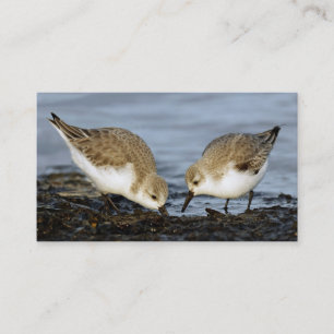 Sanderlings Sandpipers delar en måltid Visitkort