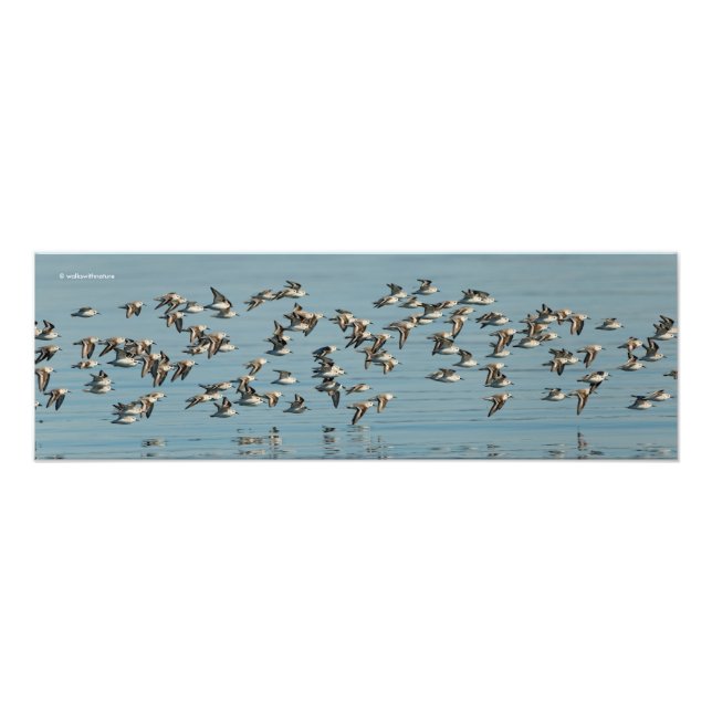 Sanderlings tar flyget i Winter Himlar Fototryck (Framsidan)