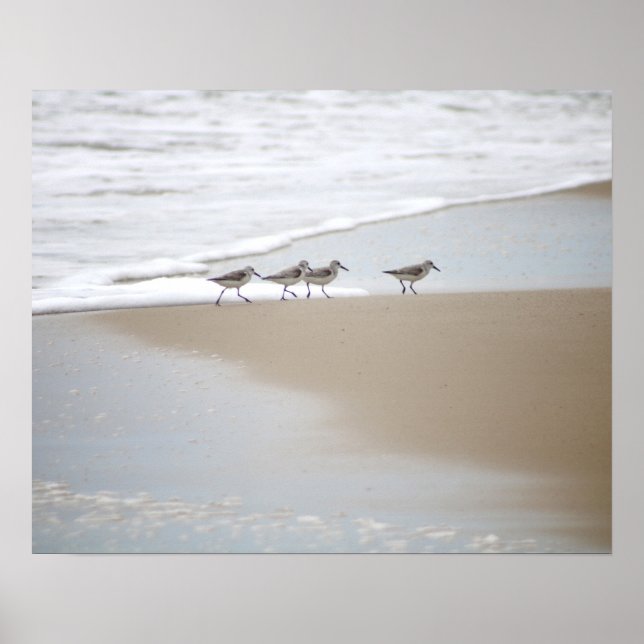 Sanderlings Walking på Beach Färg 16 x 20 Poster (Framsidan)
