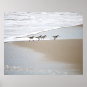 Sanderlings Walking på Beach Färg 16x20 Poster