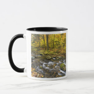 Sanderson Brook. Chester-Blanford State Forest. Mugg