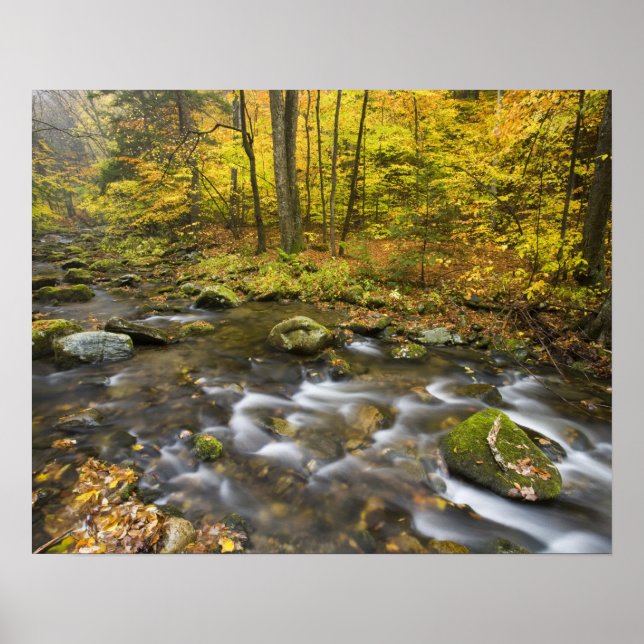 Sanderson Brook. Chester-Blanford State Forest. Poster (Framsidan)