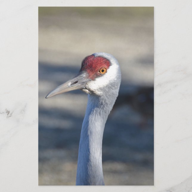 Sandhill Crane (Framsida)