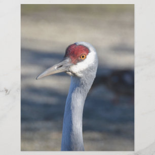 Sandhill Crane