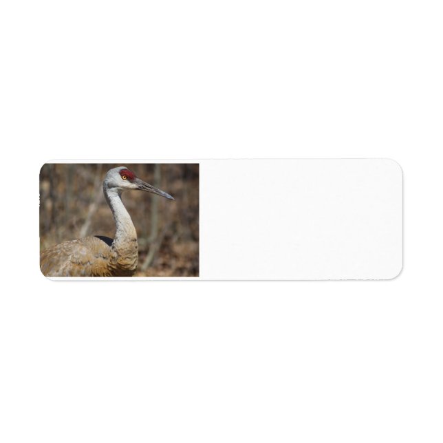 Sandhill Crane adressetiketters Returadress Etikett (Framsidan)