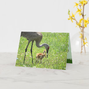 Sandhill Crane and Colt (chick) i blomman fält Kort