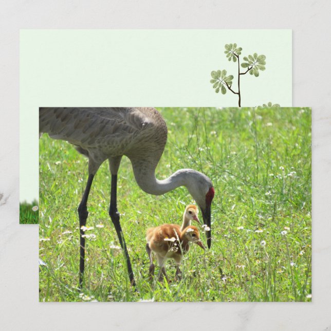 Sandhill Crane and Colt (chick) - platta kort (Fram/baksida)